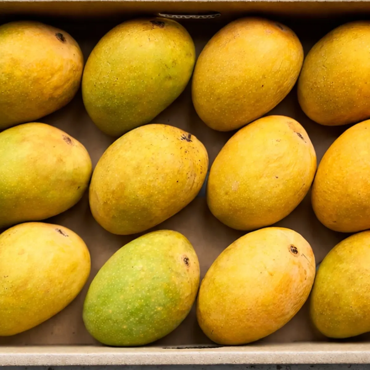 Fresh ripe mangoes from Mango Mood